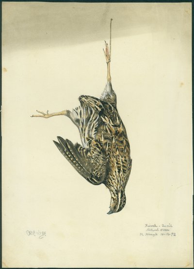 Quail by Claude Conder